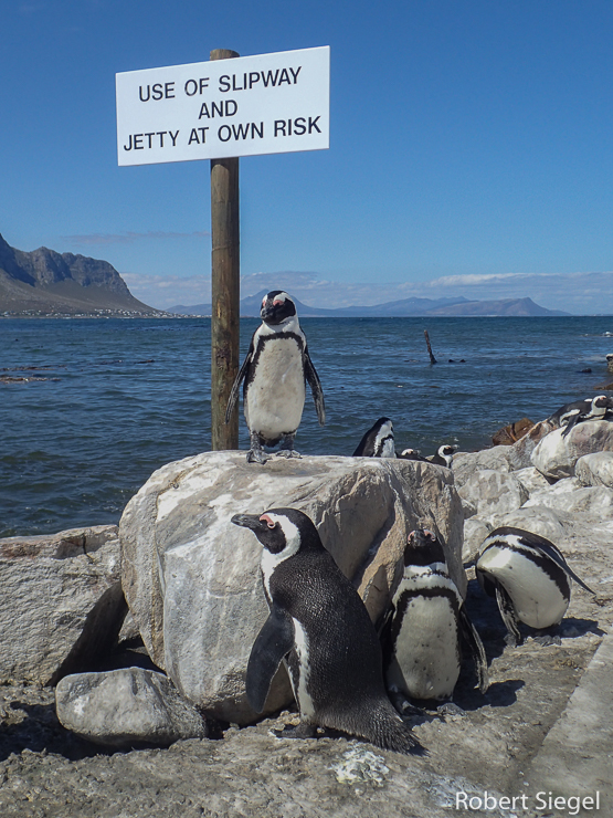 penguins